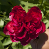 Paeonia Rubra Plena