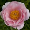 Paeonia Salmon Dream