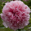 Paeonia Salmon Glory