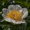 Paeonia Sanctus