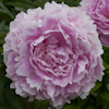 Paeonia Sarah Bernhardt