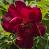 Paeonia Scarlet Heaven