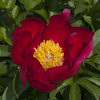 Paeonia Scarlet O`Hara