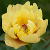 Paeonia Sequestered Sunshine