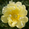 Paeonia Smith Family Yellow