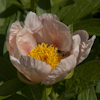 Paeonia Soft Apricot Kisses