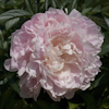 Paeonia Solveig