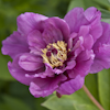 Paeonia Sonoma Amethyst