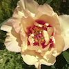 Paeonia Sonoma Apricot