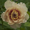 Paeonia Sonoma Welcome