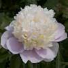 Paeonia Souvenir de Gaspard Calot