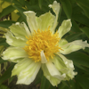 Paeonia Spider Green