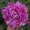 Paeonia Springfield