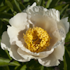 Paeonia Starlight