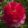 Paeonia Stoplight