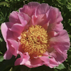 Paeonia Sugar n`Spice