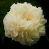 Paeonia Summer Glow