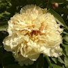 Paeonia Sunny Girl