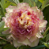 Paeonia Surprise