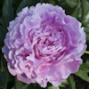 Paeonia Susie Q