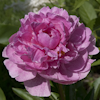 Paeonia The Fawn