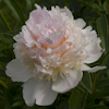 Paeonia Top Brass