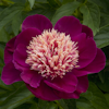 Paeonia Ursa Major