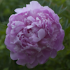 Paeonia Varenka