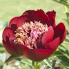 Paeonia Walter Mains