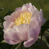 Paeonia Westerner