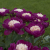 Paeonia White Cap