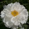 Paeonia White Grace