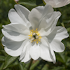 Paeonia White Innocence