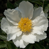 Paeonia White Wings