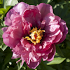 Paeonia Yankee Doodle Dandy