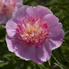 Paeonia Zhemchuzhnaya Rossyp