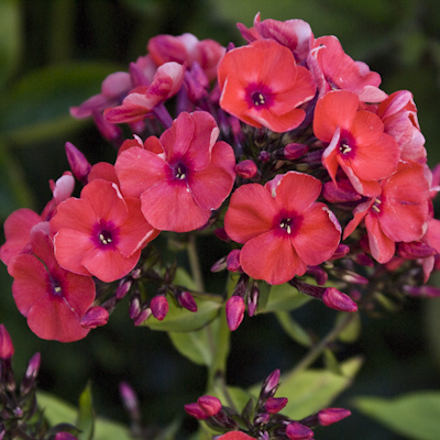 Phlox Aida