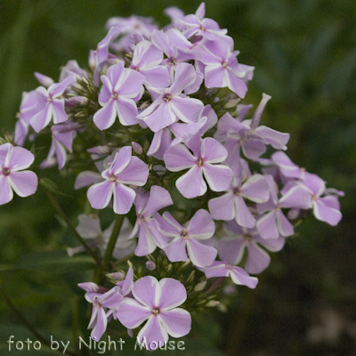 Phlox All in one