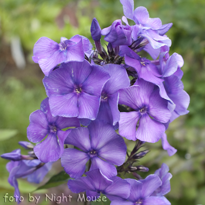 Phlox Blue Paradise