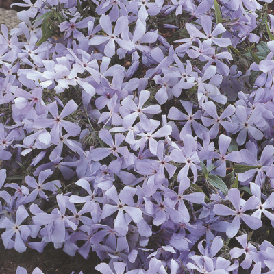 Phlox Blue Perfume