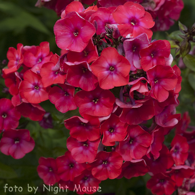 Phlox Cinderella