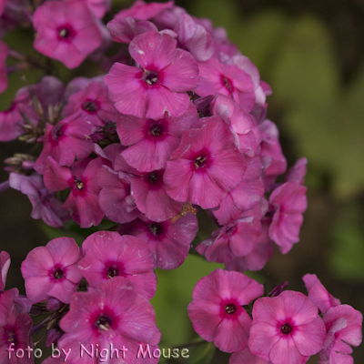 Phlox Classic Cassis