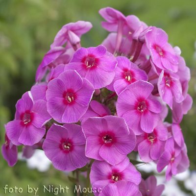 Phlox Cosmopolitan