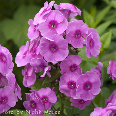 Phlox Fondant Fancy