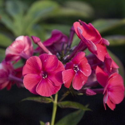 Phlox Grenadine Dream