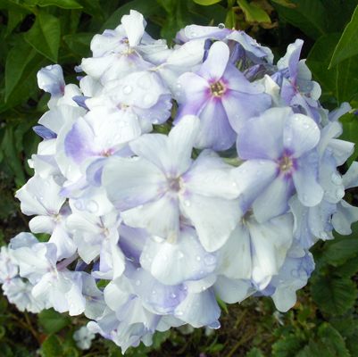 Phlox Jukovskii