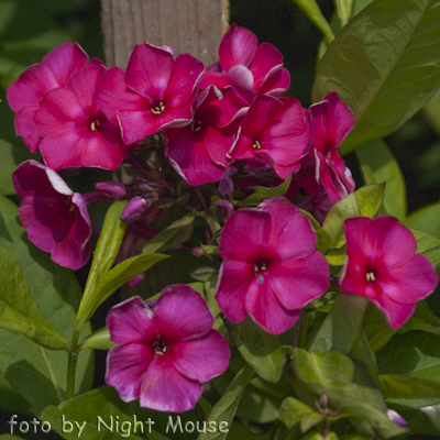 Phlox Juliglut