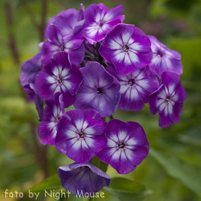 Phlox Laura