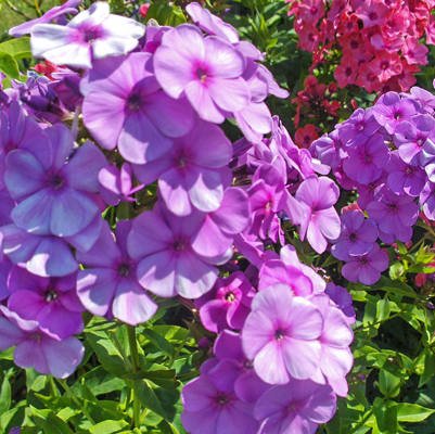 Phlox Lilac Time