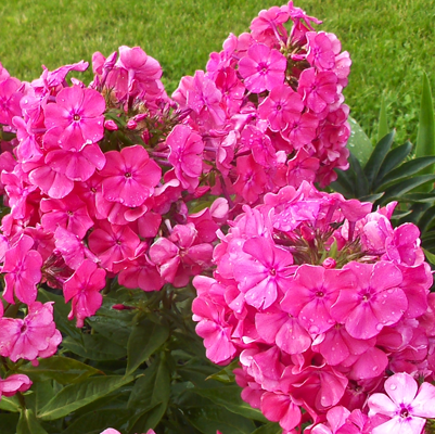 Phlox Maria Fedorovna